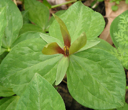 trillium